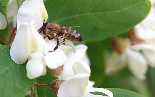 Munkák a tavaszi kertben; akácmézzel csöpögtetve…