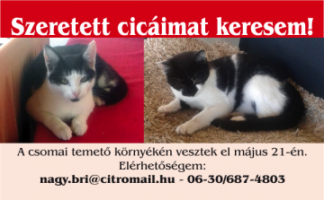 Szeretett cicáimat keresem!