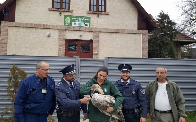 Hattyút mentettek a rendőrök a fővárosban