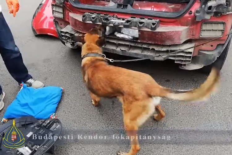 Közel 40 millió forintnyi drogot szagolt ki a rendőrkutya - VIDEÓ