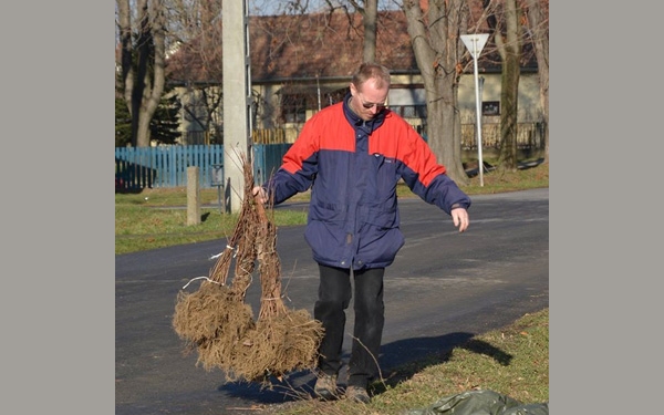 Elöregedő fákat és sövényeket pótoltak Újdombóváron